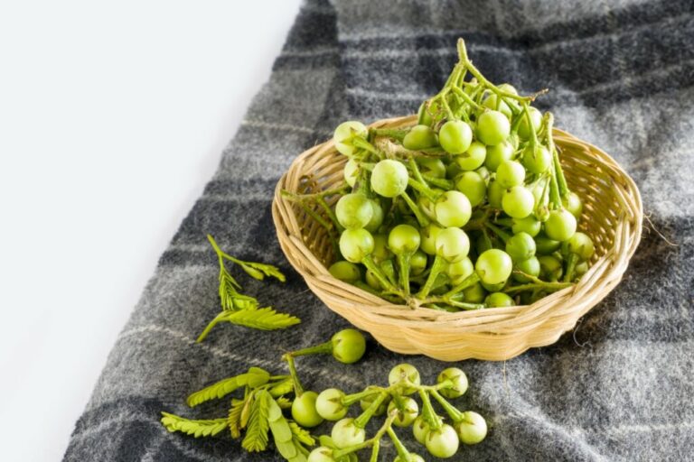 6 benefícios da planta jurubeba para a saúde
