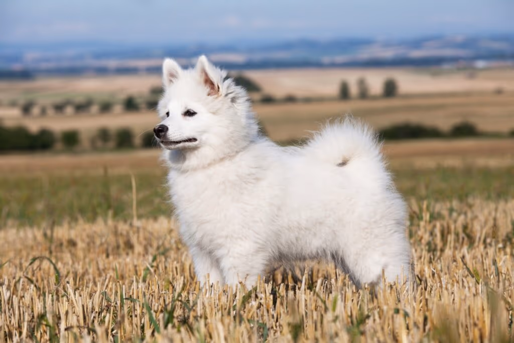 Spitz alemão e volpino italiano: 7 diferenças entre as raças