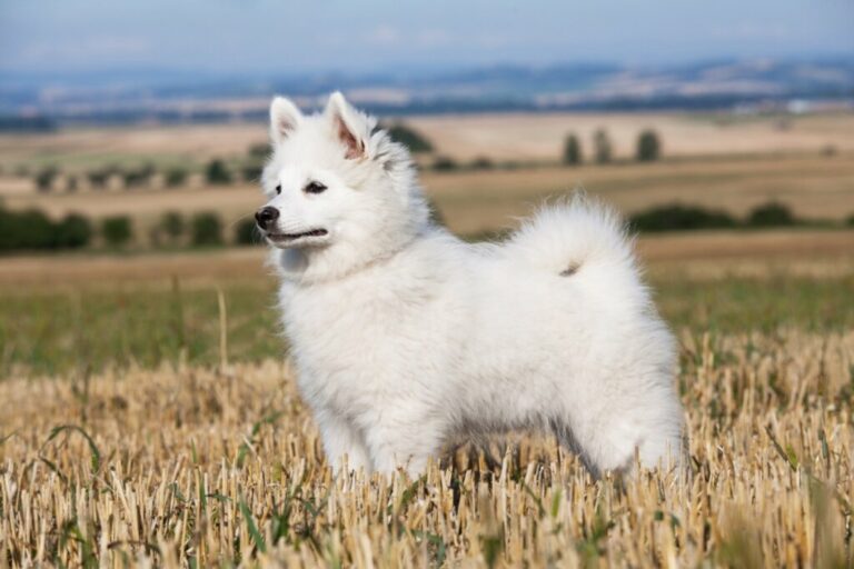 Spitz alemão e volpino italiano: 7 diferenças entre as raças