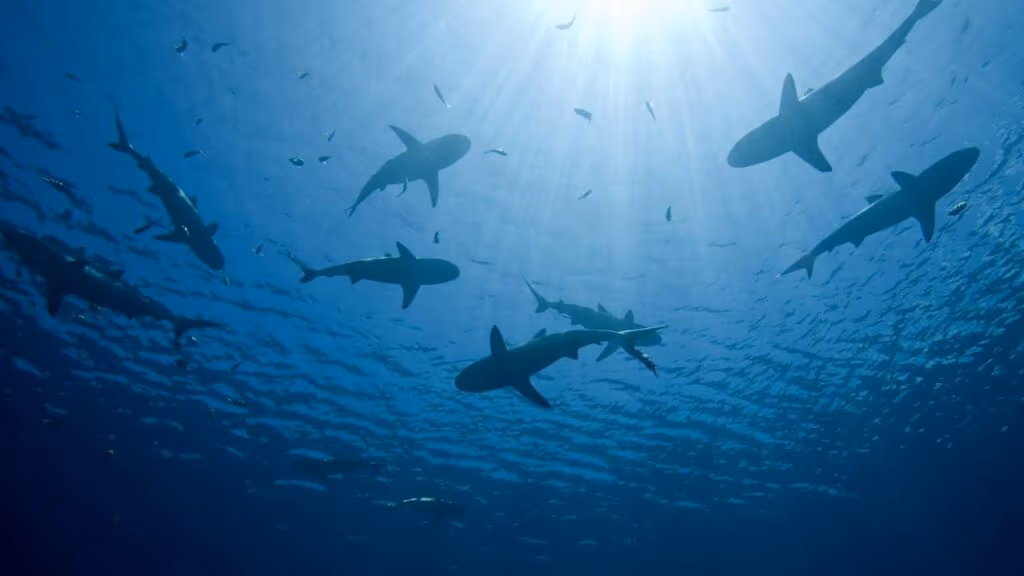 Esse cara testou cinco disfarces com tubarões e um quase o deixou invisível