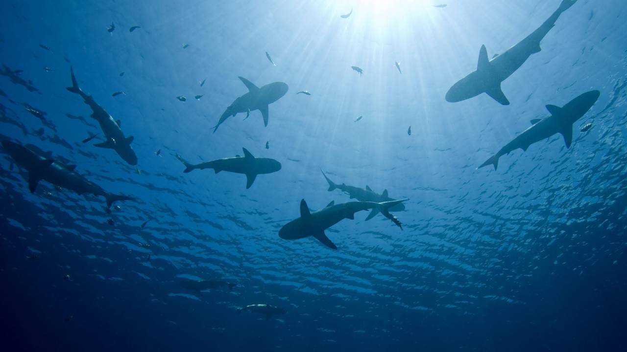 Esse cara testou cinco disfarces com tubarões e um quase o deixou invisível