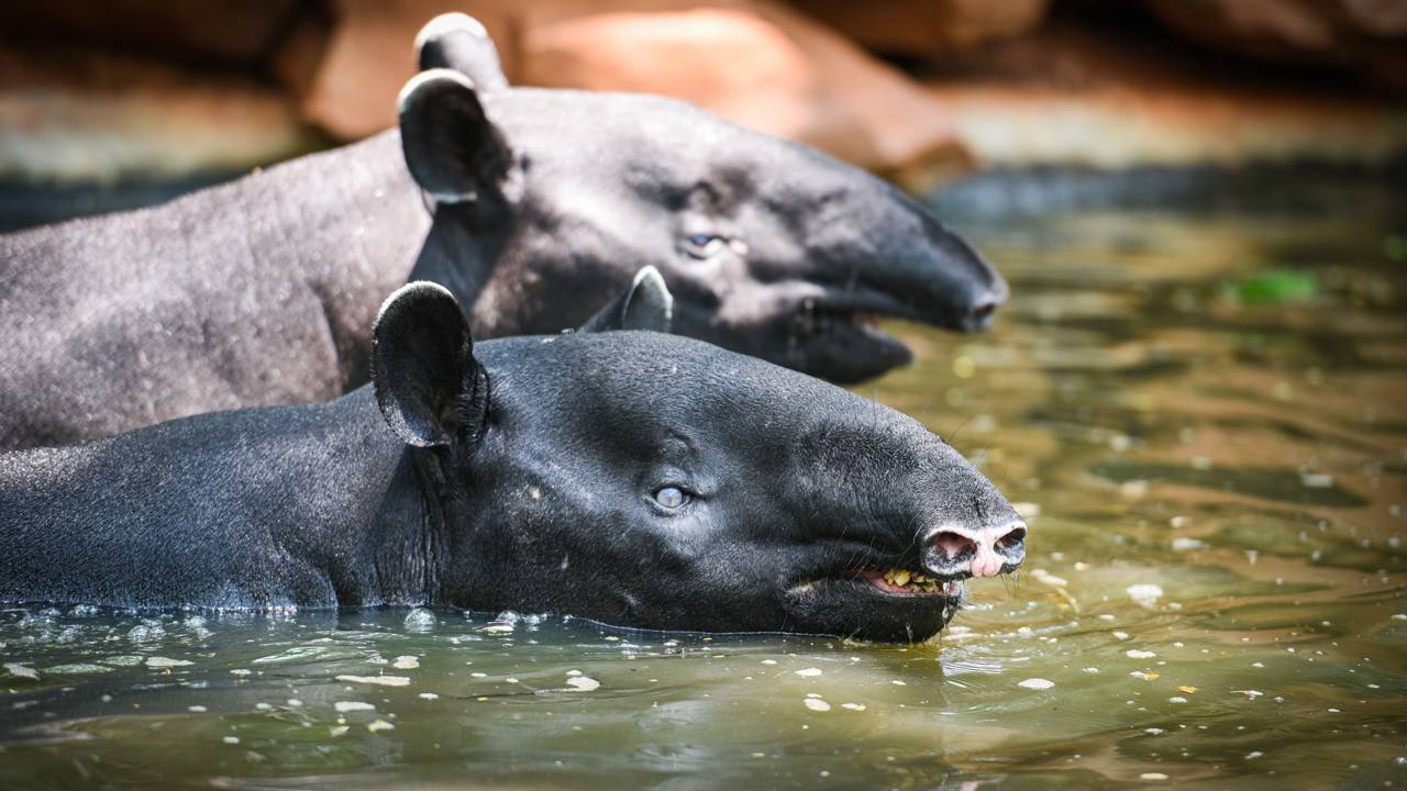 Turista flagra anta nadando debaixo do barco no rio Cururu Pará