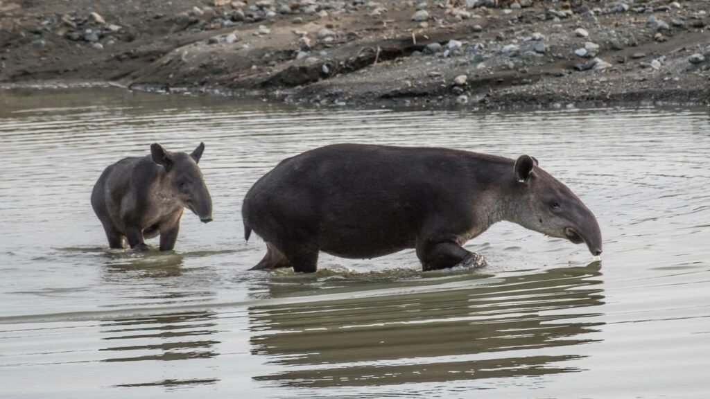 Turista flagra anta nadando debaixo do barco no rio Cururu Pará