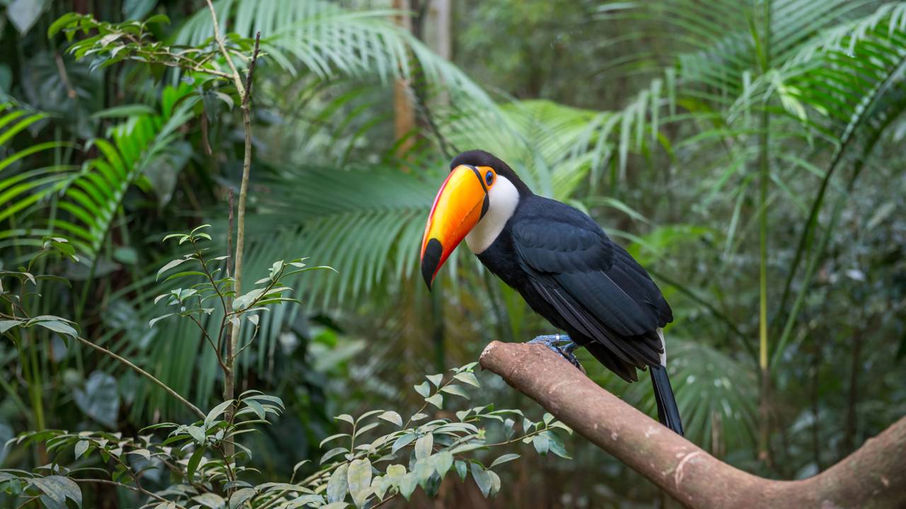 Por que os tucanos roubam ovos de outras aves?