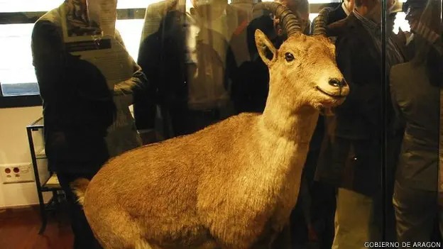Conheça o único animal no mundo extinto duas vezes