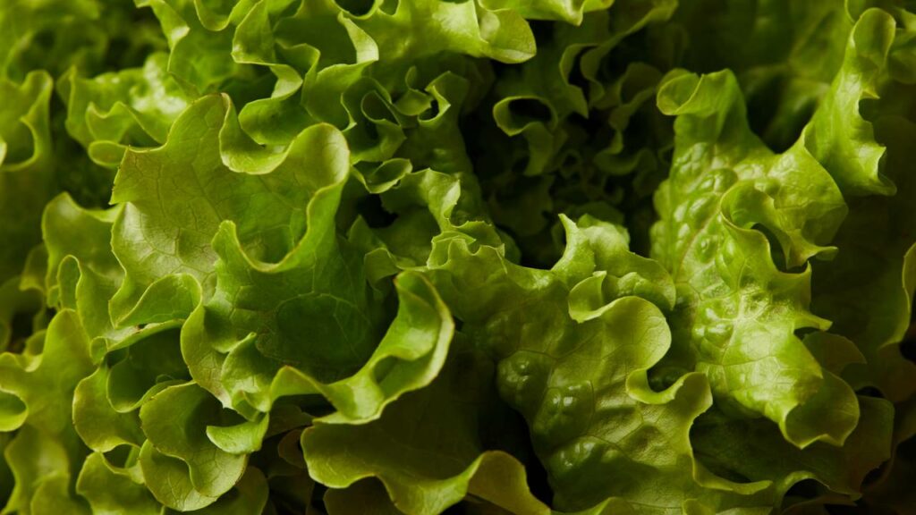 Essas hortaliças crescem em laboratório e duram o dobro na geladeira