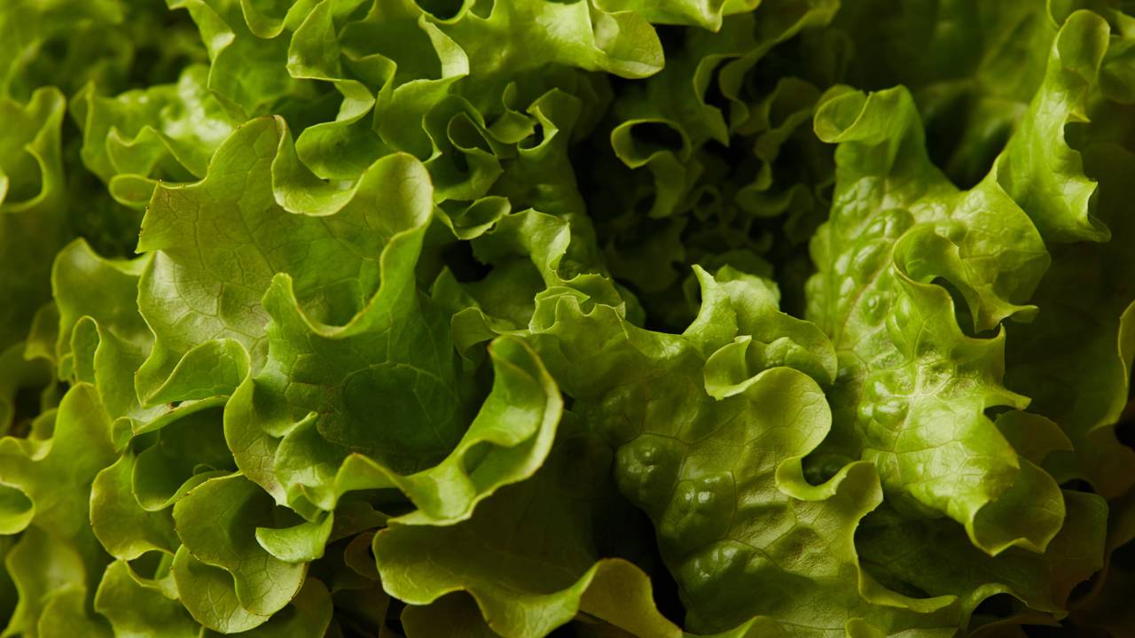 Essa hortaliça campeã nutricional surpreende no ranking e entrega mais saúde com sabor marcante