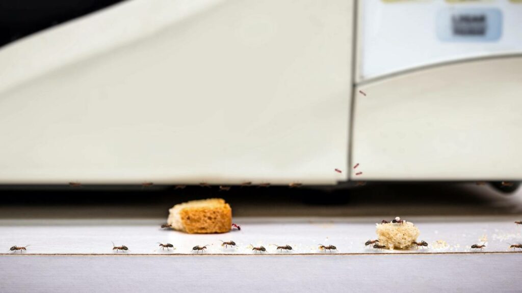 Migalhas de comida atraem formigas como um imã - Créditos: depositphotos.com / robertohunger