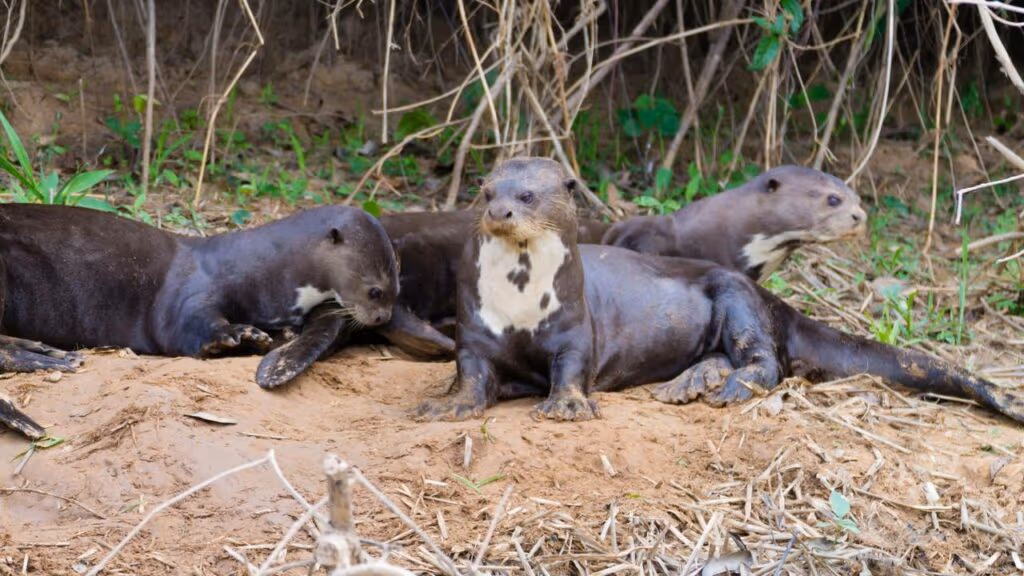 Mudança de toca no Pantanal revela esforço coletivo de uma família de ariranhas