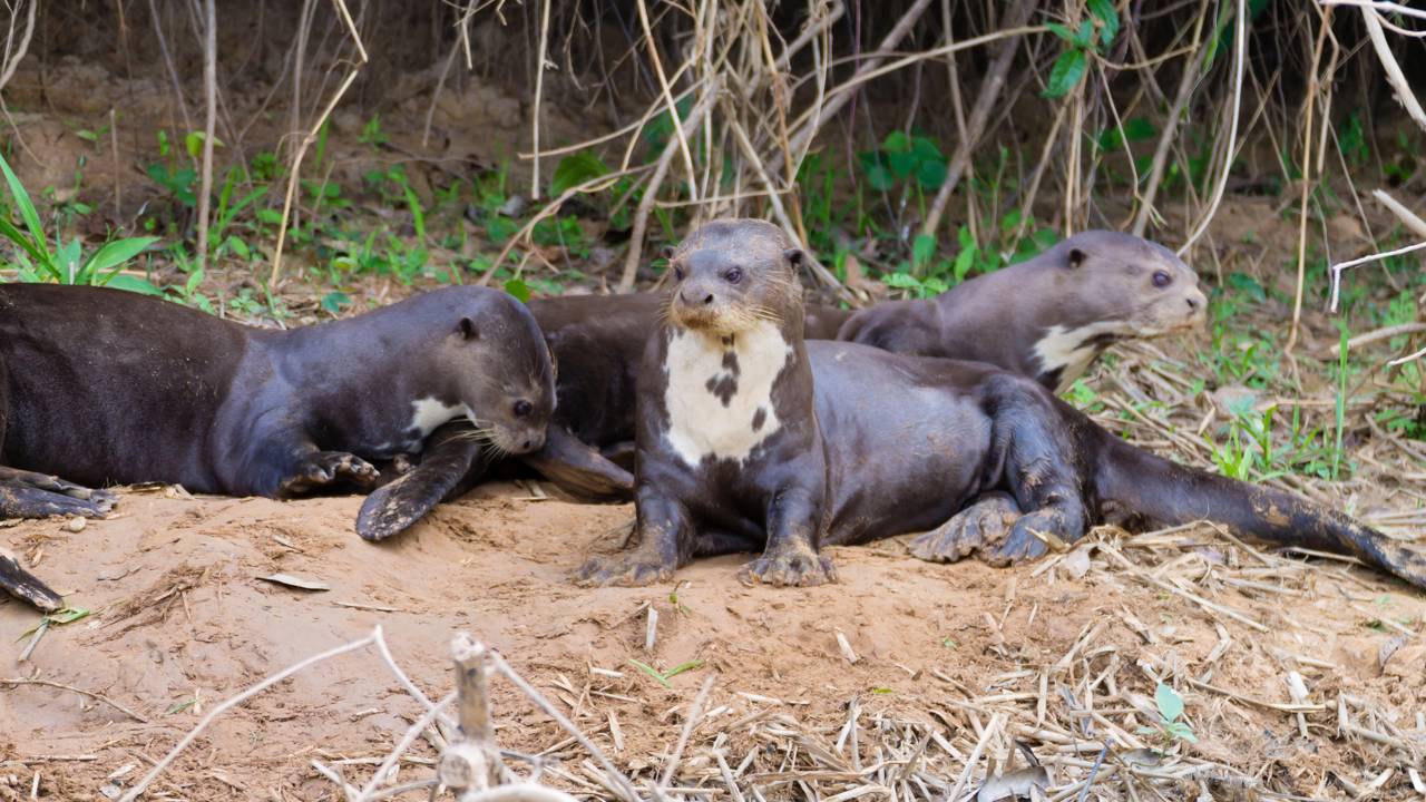 Mudança de toca no Pantanal revela esforço coletivo de uma família de ariranhas