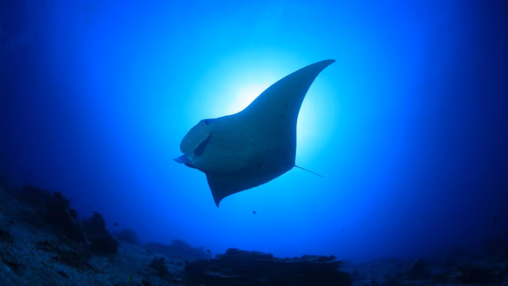 Você nunca imaginou como as arraias realmente se alimentam na natureza