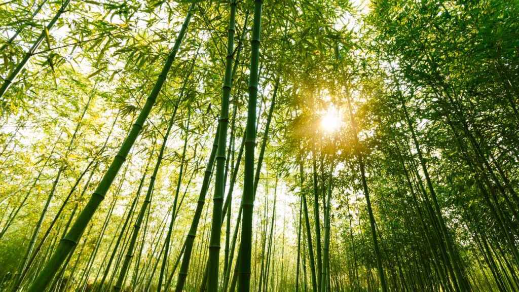 Ele largou tudo e construiu uma vila inteira só com bambu no lago