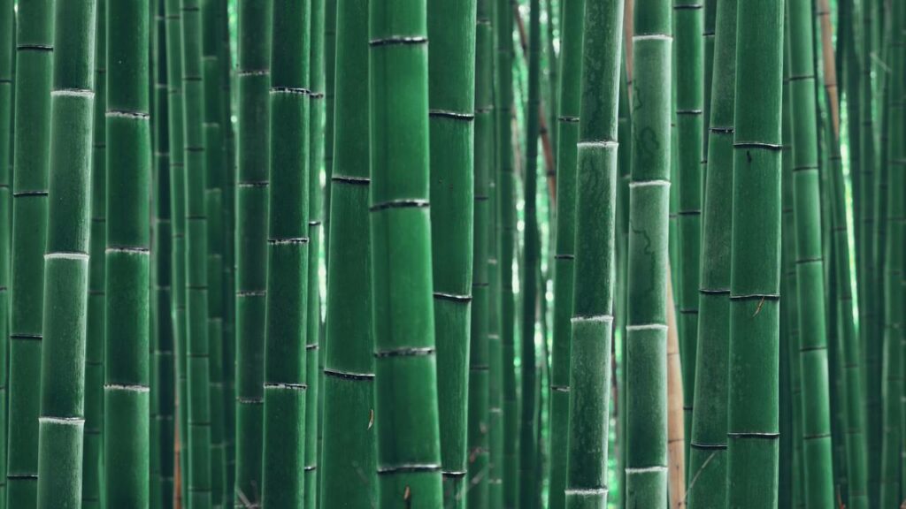 Ele largou tudo e construiu uma vila inteira só com bambu no lago