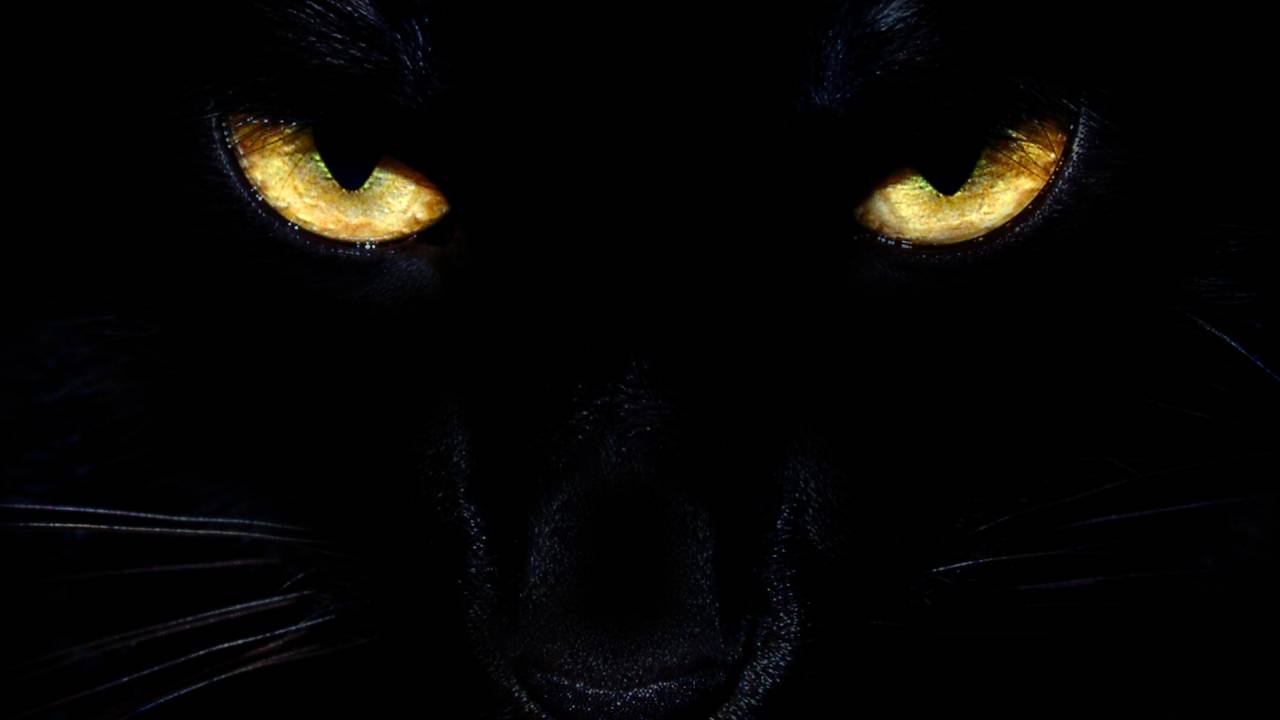 Câmera flagra espécie rara de tigre avistada menos de 10 vezes nos últimos 30 anos