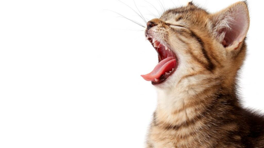 Até mesmo os animais são afetados - Créditos: depositphotos.com / supertramp