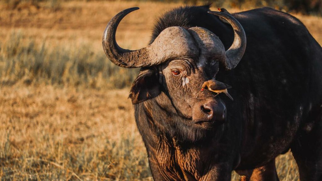 Leoa tenta jantar filhote de b&uacute;falo e termina perseguida por manada