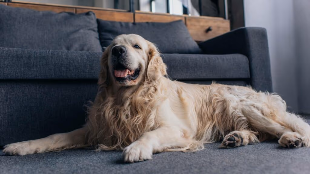 Por que os cachorros giram antes de deitar e o que esse hábito revela
