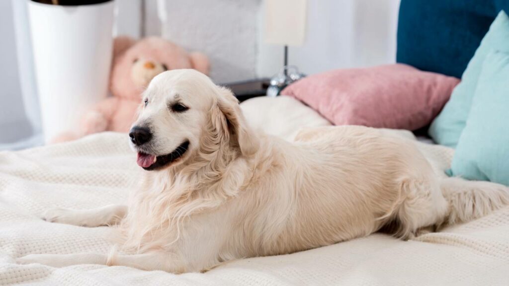 Esses animais preveem sinais de terremotos e tempestades antes dos humanos