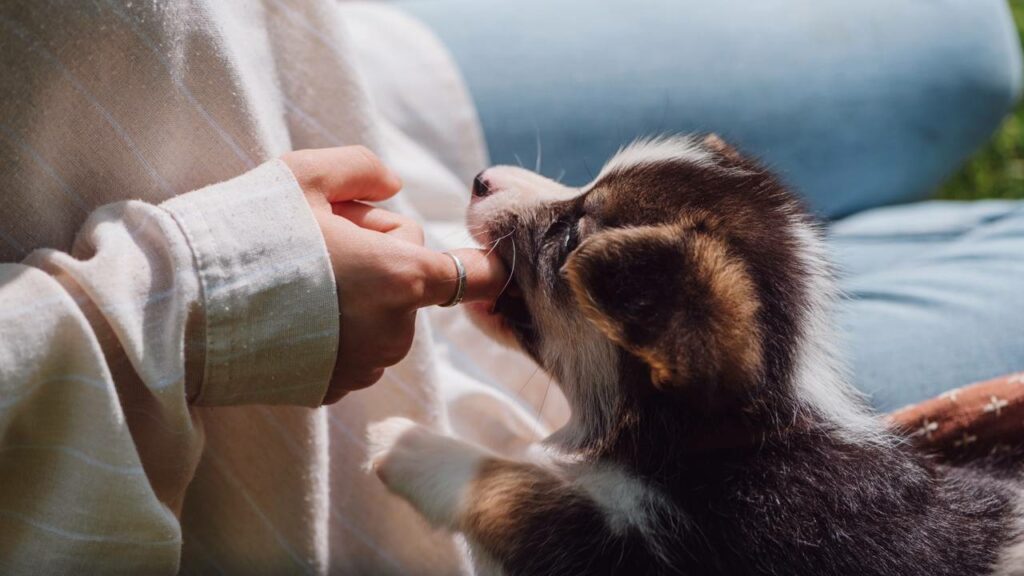 Deixar pet sozinho em casa pode virar multa pesada com nova lei