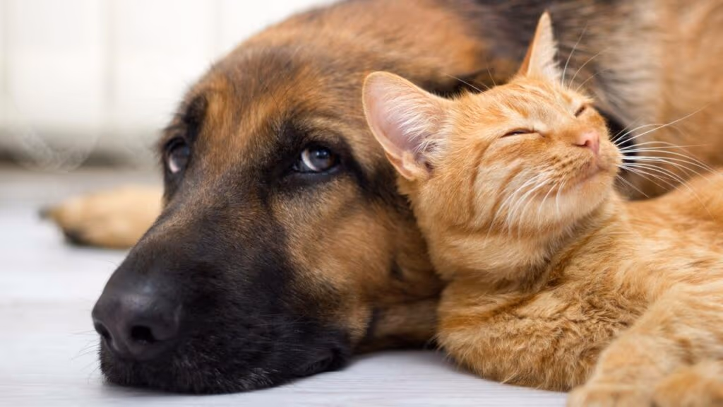 O que cães e gatos realmente sentem quando ficam sozinhos enquanto você viaja