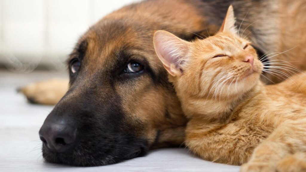 O que cães e gatos realmente sentem quando ficam sozinhos enquanto você viaja