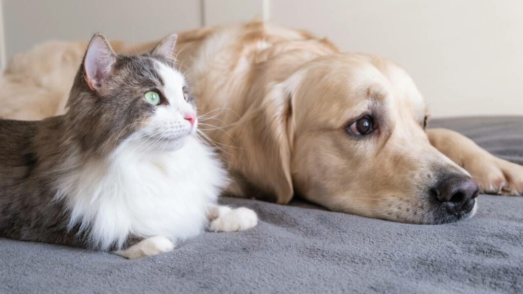 Sinais silenciosos que seu pet pode dar quando está em sofrimento