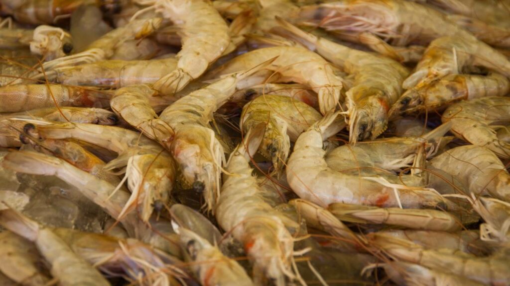 Camarão radioativo no seu prato? FDA faz alerta sobre Cesium-137