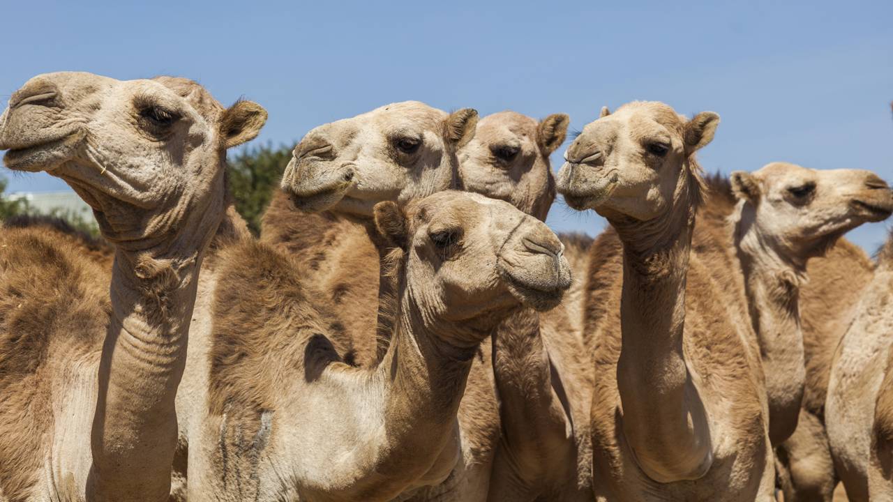 Qual a diferença entre camelo e dromedário, eles podem cruzar e ter filhotes?