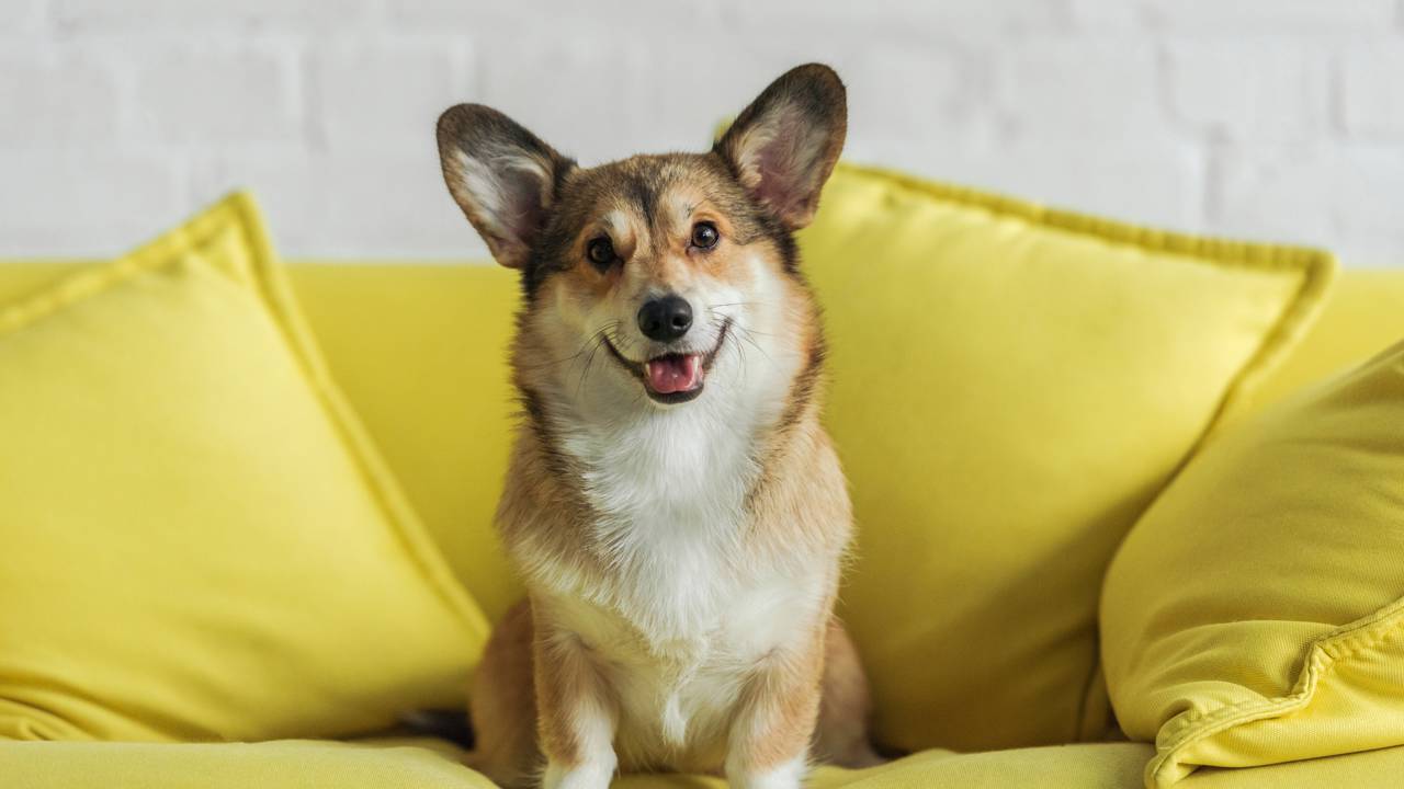 O que significa quando seu pet te encara por muito tempo?