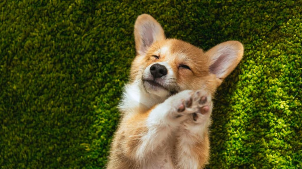 O que seu pet revela quando ele dorme em posições engraçadas