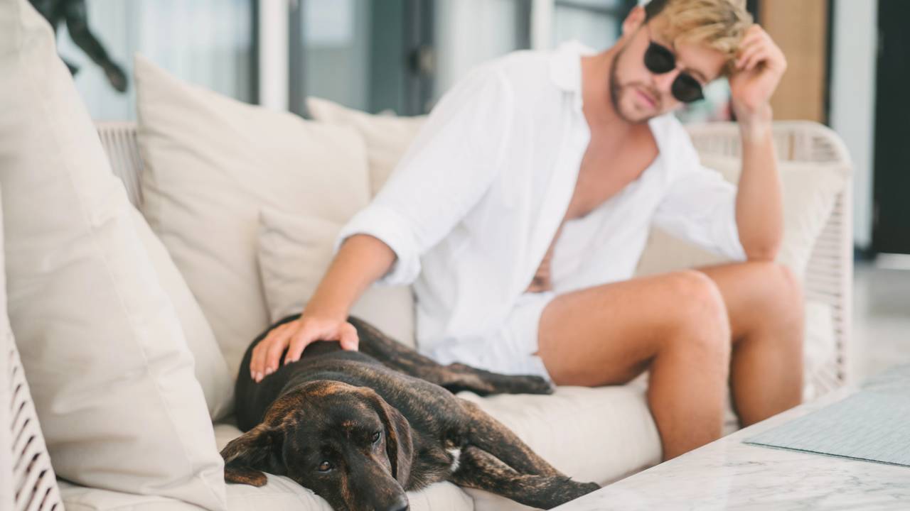 Pets entendem quando o dono dá bronca?