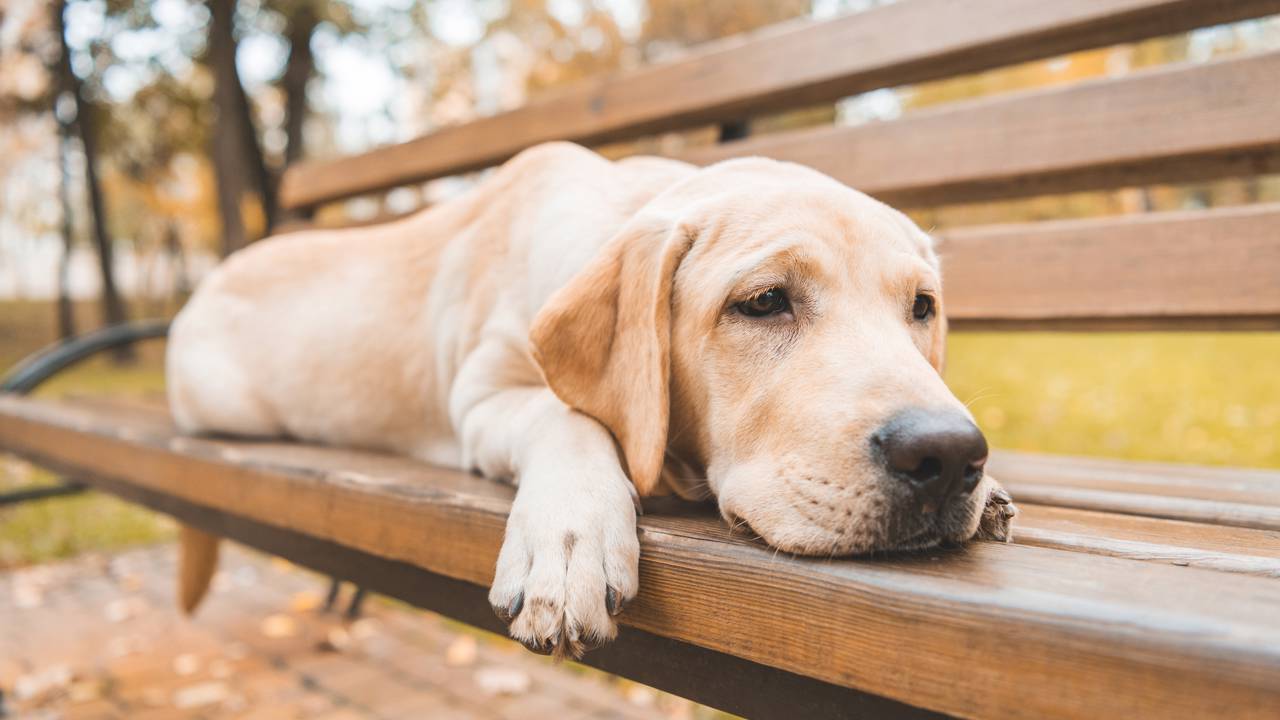 Esse comportamento silencioso do pet costuma ser ignorado até virar problema