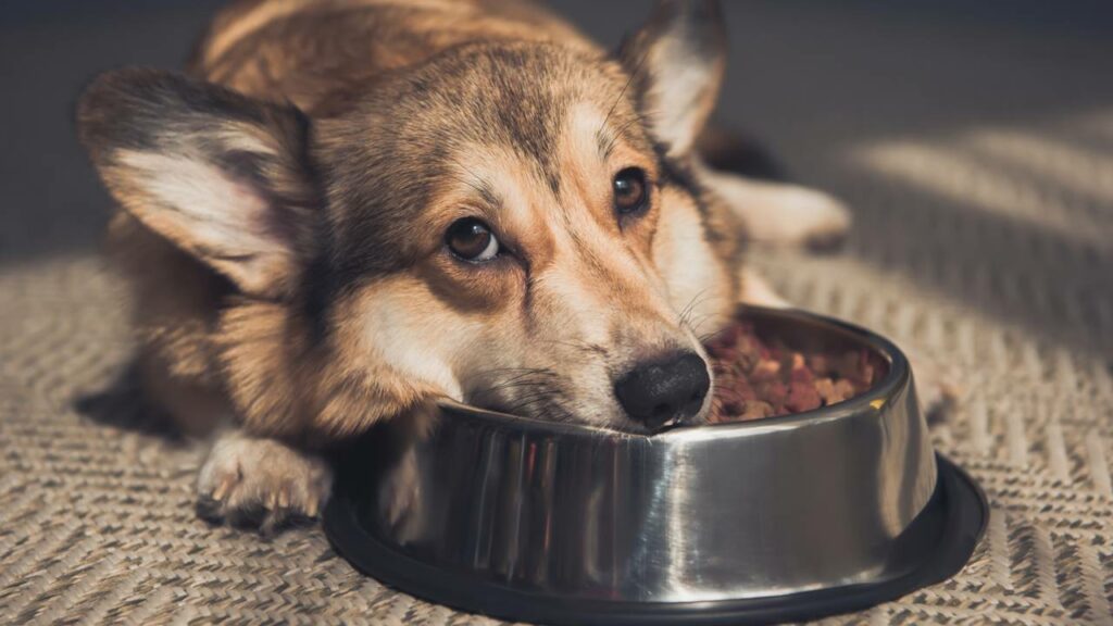 Esse comportamento silencioso do pet costuma ser ignorado até virar problema
