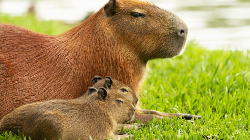 Mulher sofre ataque brutal de capivara em paraíso de Florianópolis