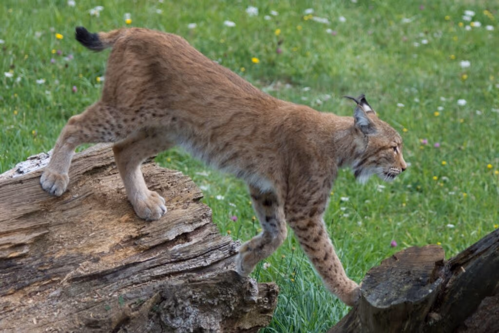 Lince: conheça esse felino com comportamentos surpreendentes 
