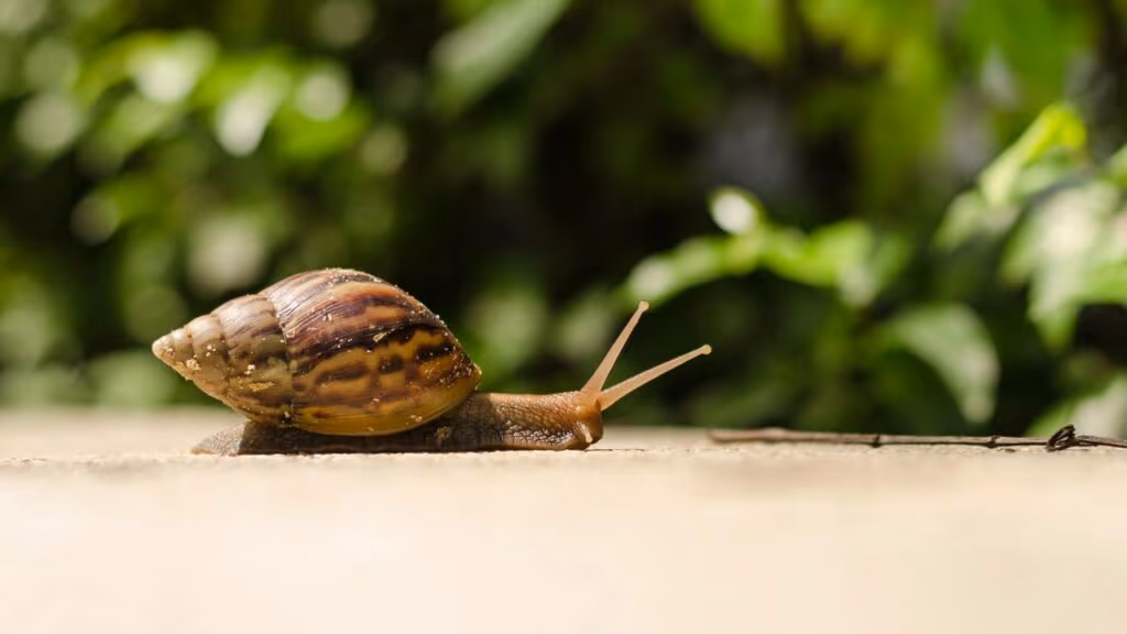 O que significa o surgimento de caramujos no jardim e como agir