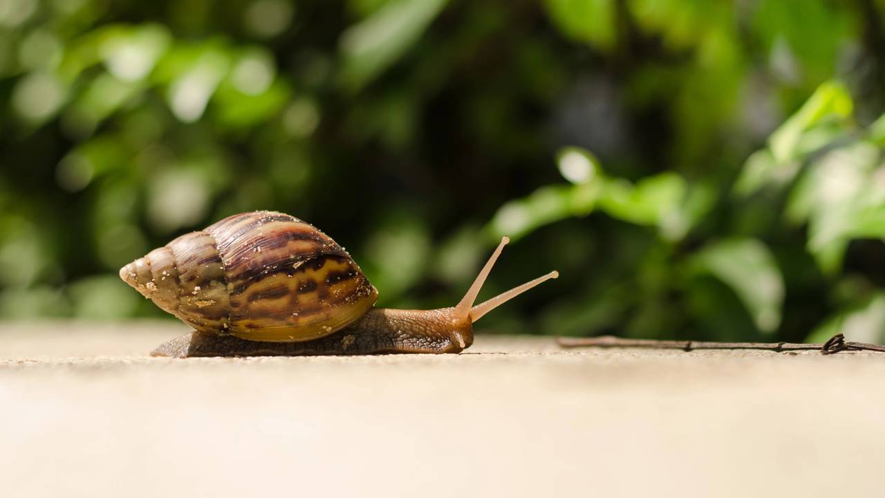 O que significa o surgimento de caramujos no jardim e como agir