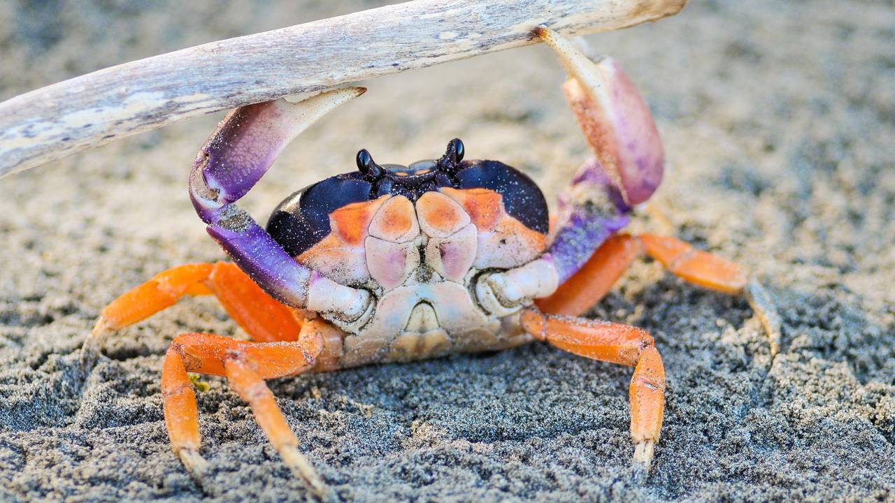 Ele construiu um ecossistema inteiro na casa dele