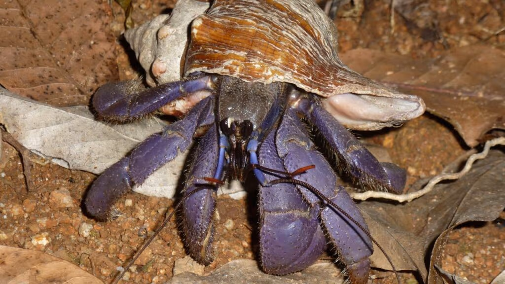 Após 100 anos desaparecido, o “Caranguejo Gigante” retorna