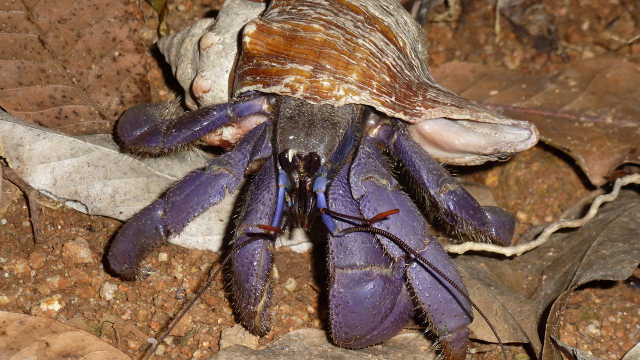 Após 100 anos desaparecido, o “Caranguejo Gigante” retorna