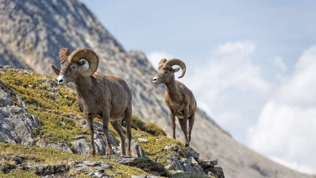 Você consegue achar o carneiro em 30 segundos ou vai desistir antes?
