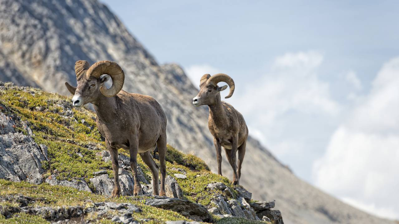 Você consegue achar o carneiro em 30 segundos ou vai desistir antes?