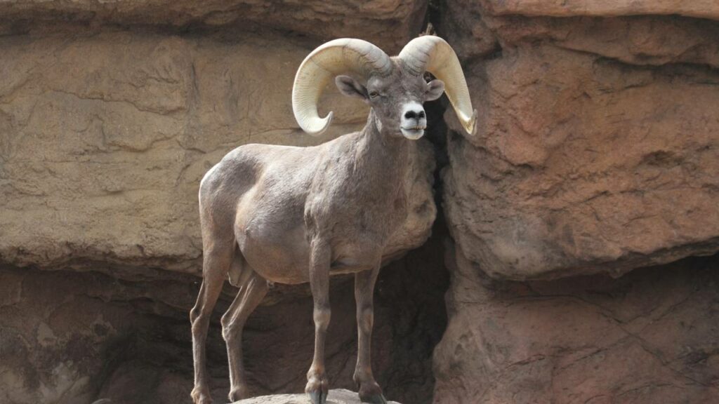 Você consegue achar o carneiro em 30 segundos ou vai desistir antes?