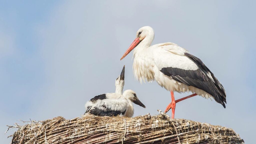 Uma cegonha com 150 plásticos no estômago expõe o colapso da natureza