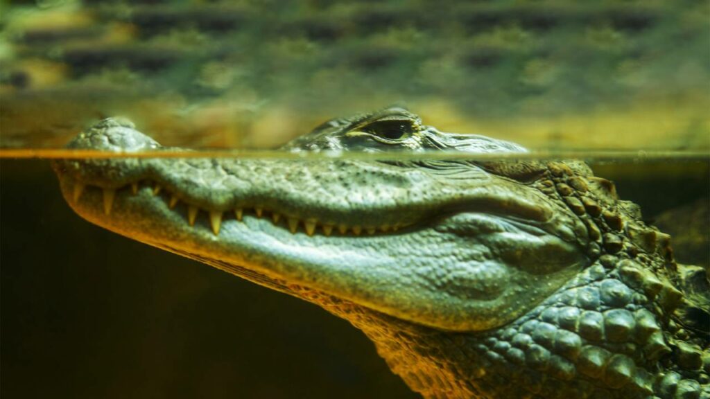 O crocodilo não caça, ele espera a presa - Créditos: depositphotos.com / BestPhotoStudio