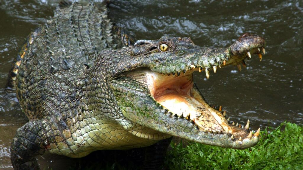 Moradores se chocam ao encontrar crocodilo com criança na boca
