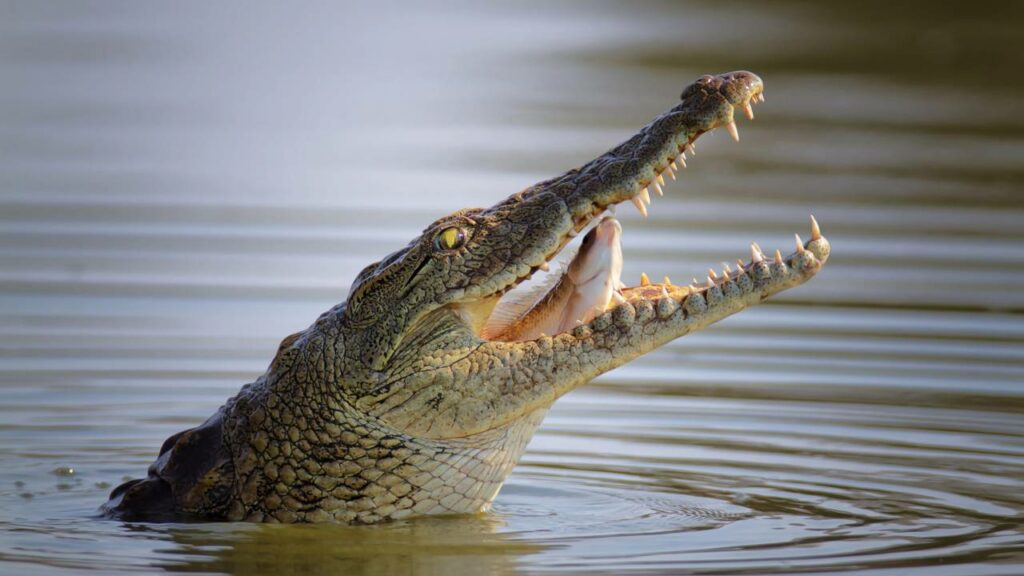 Moradores se chocam ao encontrar crocodilo com criança na boca