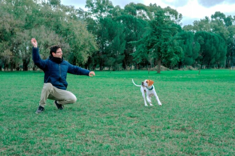 4 características do cachorro da raça pointer inglês 