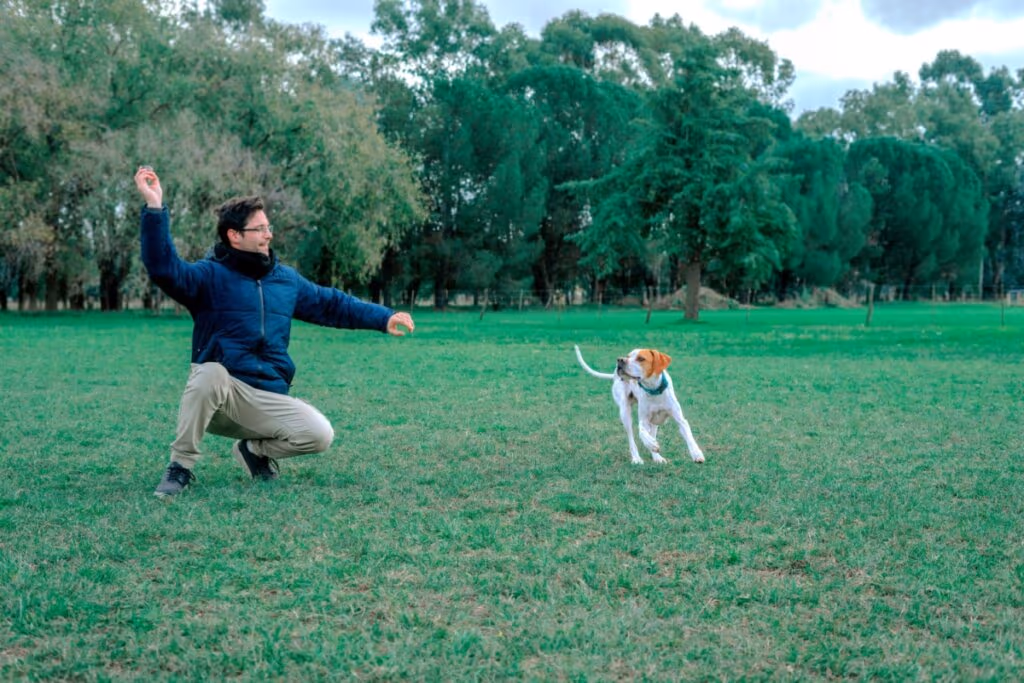 4 características do cachorro da raça pointer inglês 
