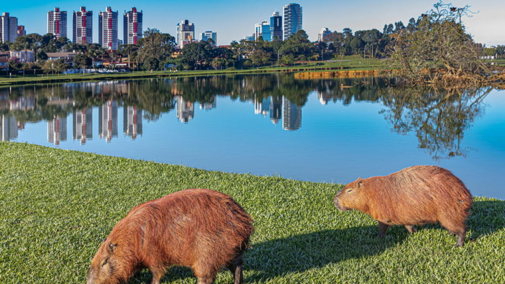 A cidade brasileira que virou referência mundial em sustentabilidade e qualidade de vida